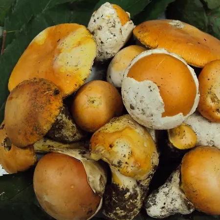 Degli Sfizi Oda ve Kahvaltı