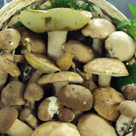 Degli Sfizi 4* Cravanzana